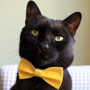 Yellow Stripe Bow Tie